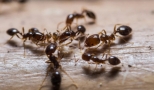 هذه أفضل الطرق الفعالة للتخلص من النمل نهائياً